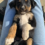 Alpha participe au concours pour gagner de l'argent avec cette photo : puppy, dog, lap, blue_jeans, sunlight, outdoor, relaxed, fur, black, brown, white, pet, cute, young_dog, animal, legs, person, casual, resting, small