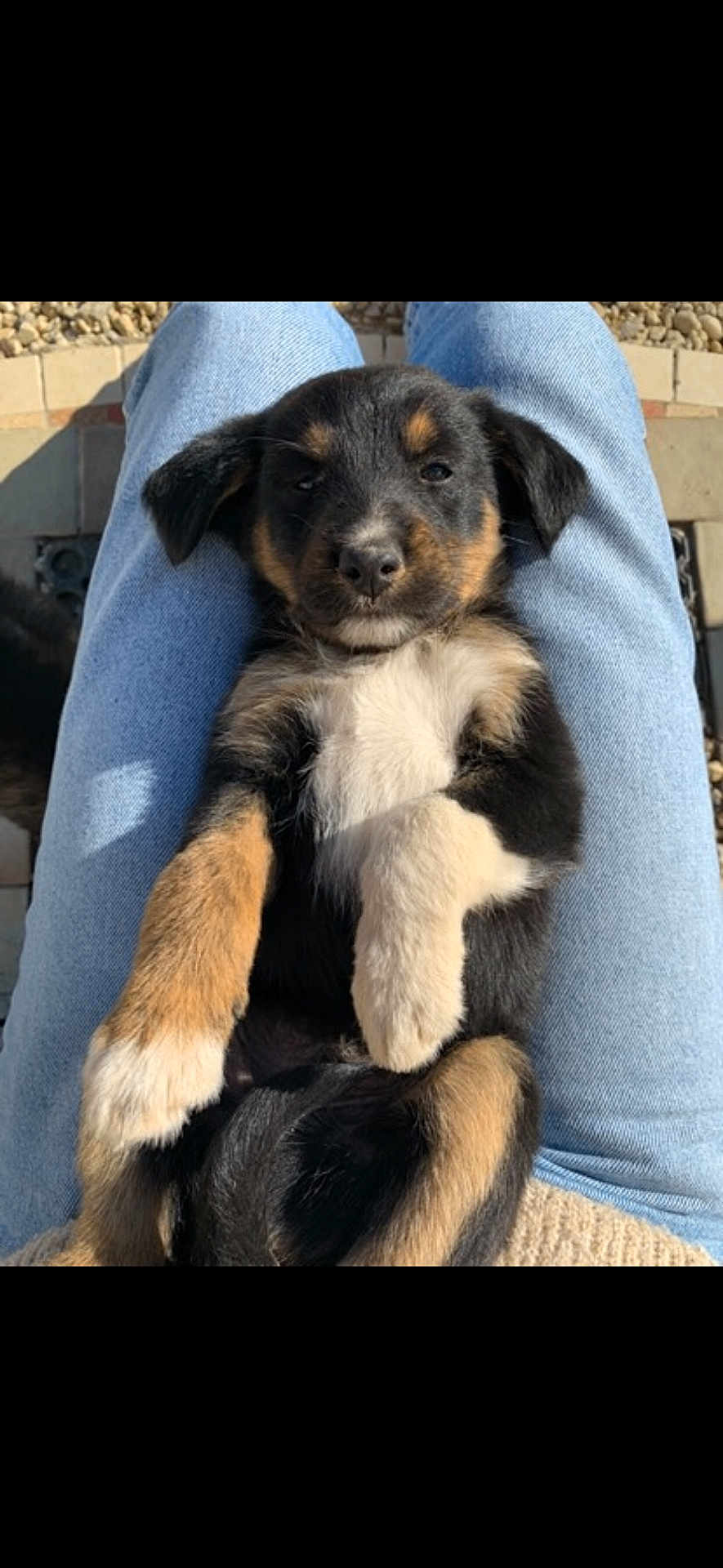 Alpha participe au concours pour gagner de l'argent avec cette photo : puppy, dog, lap, blue_jeans, sunlight, outdoor, relaxed, fur, black, brown, white, pet, cute, young_dog, animal, legs, person, casual, resting, small