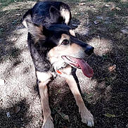 Sheyenne a rejoint le concours — aidez-le/la à gagner de superbes lots ! dog, dog_breed, dog_breed_group, dog_like_mammal, puppy, siberian_husky, snout, street_dog