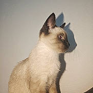 Hadés participe au concours pour gagner de l'argent avec cette photo : cat, siamese_cat, pet, animal, sitting, indoors, portrait, profile, blue_eyes, short_hair, cream_fur, dark_ears, dark_face, whiskers, sunlight, shadow, wall, close_up, feline, photography