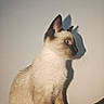 cat, siamese_cat, pet, animal, sitting, indoors, portrait, profile, blue_eyes, short_hair, cream_fur, dark_ears, dark_face, whiskers, sunlight, shadow, wall, close_up, feline, photography