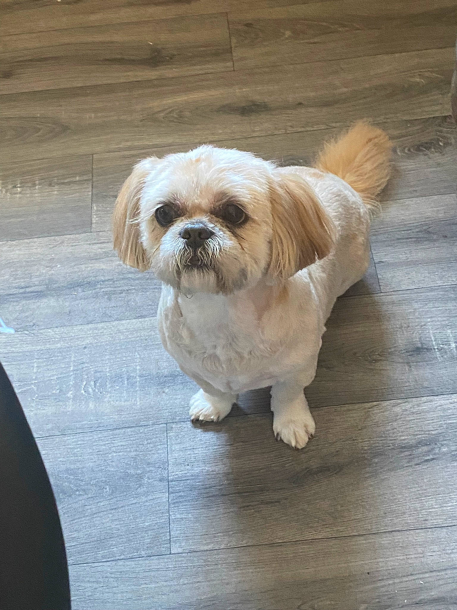 Lola is registered to the contest to win money with this photo: canidae, carnivore, comfort, companion_dog, dog, dog_breed, dog_supply, fawn, fur, hardwood, liver, maltepoo, shih_tzu, small_terrier, snout, sporting_group, terrier, toy_dog, wood, working_animal