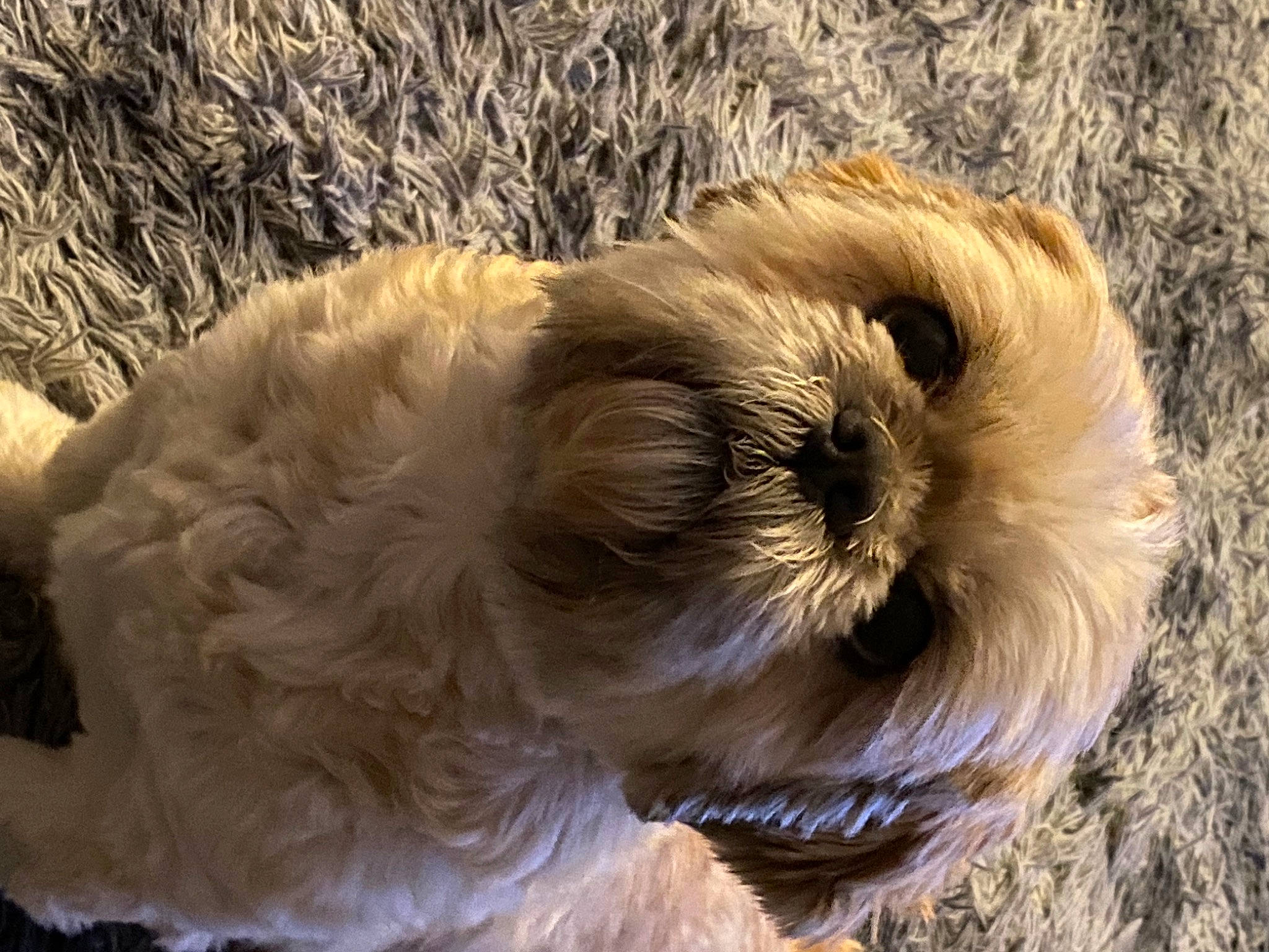 Lola joined the competition — help win amazing prizes! canidae, carnivore, companion_dog, dog, dog_breed, dog_collar, fawn, fur, liver, puppy_love, small_terrier, snout, sporting_group, tail, tennis_ball, terrestrial_animal, terrier, toy_dog, whiskers, working_animal