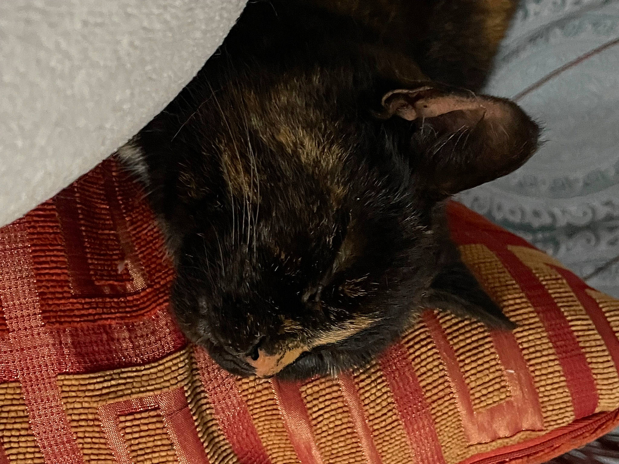 Izzy is registered to the contest to win money with this photo: black_cat, brown, carnivore, cat, cat_supply, comfort, domestic_short_haired_cat, felidae, fur, human_leg, linens, pattern, small_to_medium_sized_cats, snout, tail, terrestrial_animal, textile, whiskers, wool, woolen