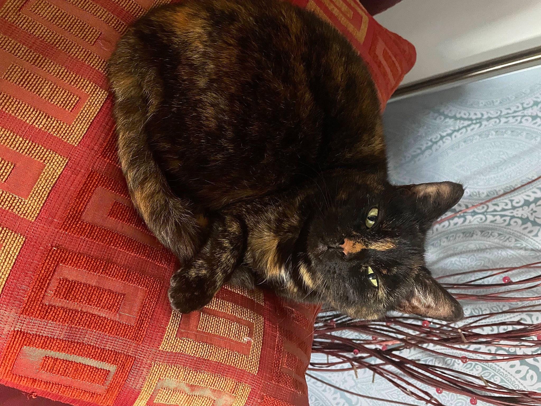 Izzy is registered to the contest to win money with this photo: black_cat, carnivore, cat, claw, domestic_short_haired_cat, felidae, flooring, fur, pattern, small_to_medium_sized_cats, tail, terrestrial_animal, whiskers, wood