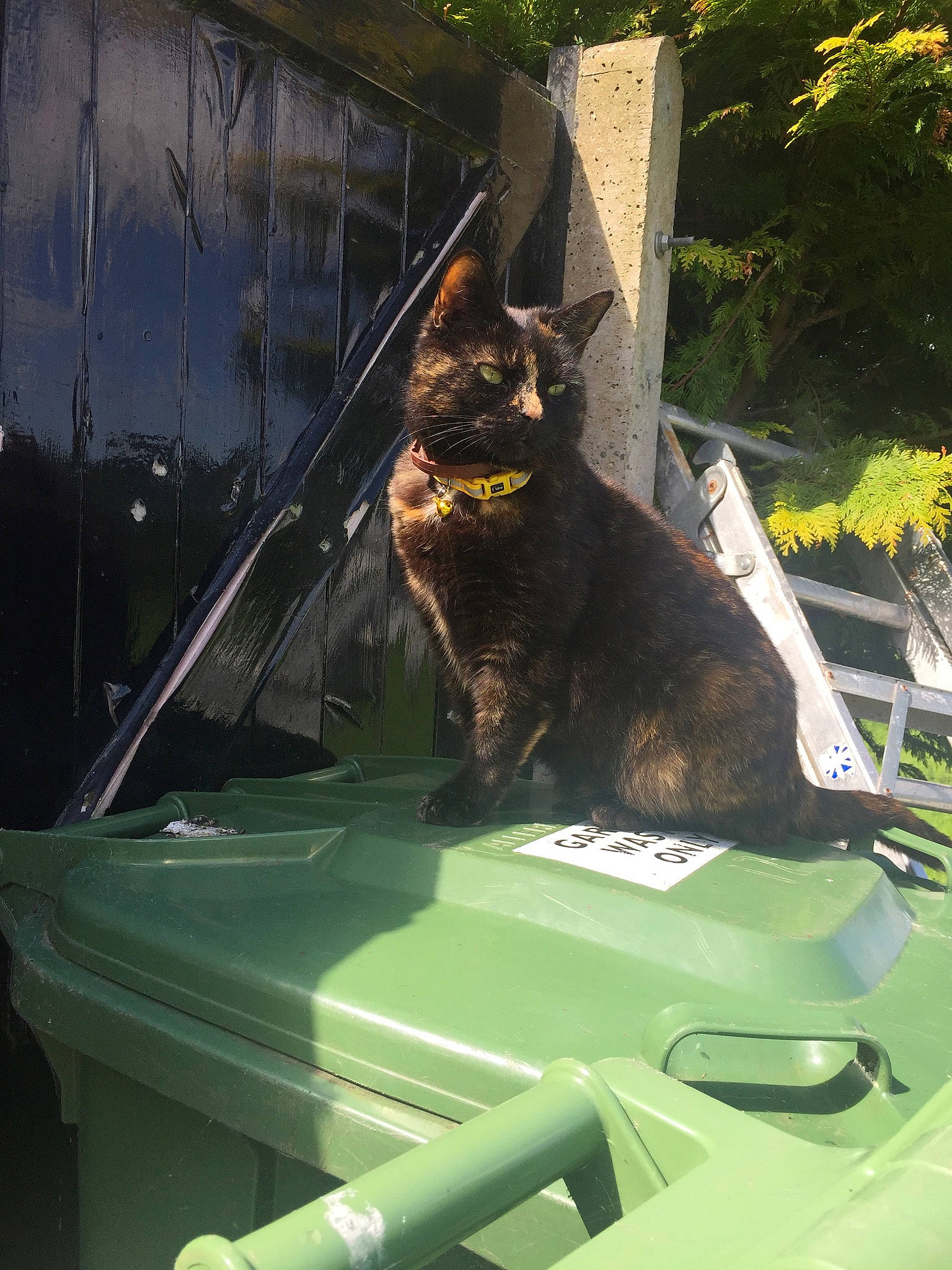 Izzy is registered to the contest to win money with this photo: auto_part, automotive_exterior, automotive_lighting, automotive_window_part, carnivore, cat, felidae, glass, grass, hood, motor_vehicle, plant, small_to_medium_sized_cats, tail, tree, vehicle, whiskers, window, windscreen_wiper, windshield