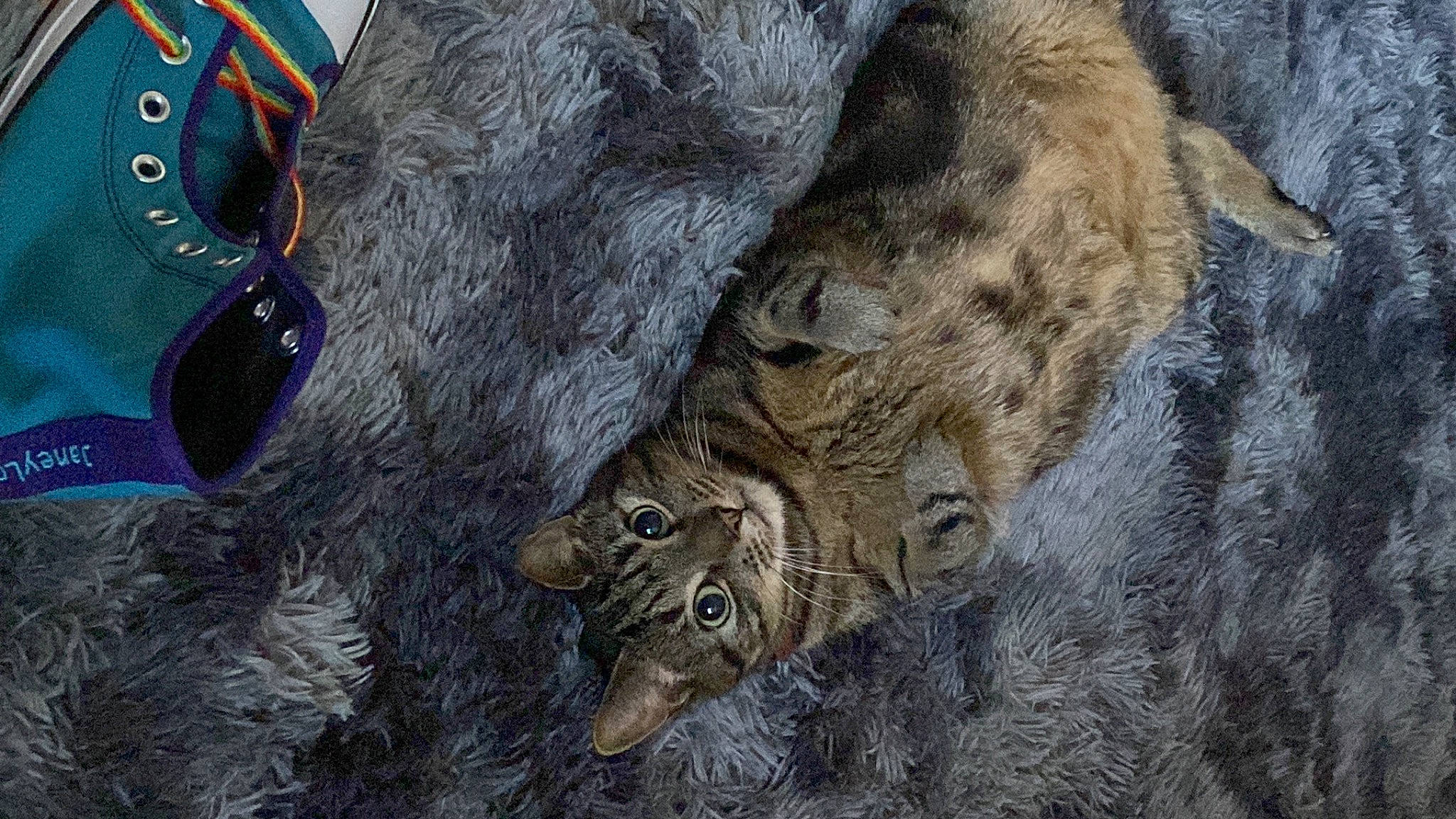 Blaze joined the competition — help win amazing prizes! big_cats, carnivore, cat, electric_blue, fawn, felidae, fur, hide, natural_material, pattern, rock, small_to_medium_sized_cats, snout, tail, terrestrial_animal, tree, trunk, whiskers, wildlife, wood