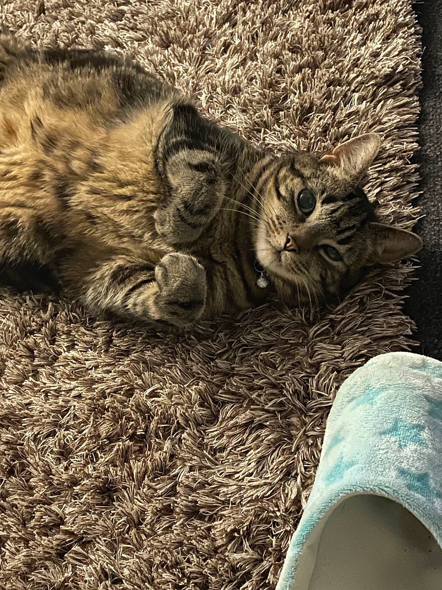 Blaze joined the competition — help win amazing prizes! big_cats, carnivore, cat, domestic_short_haired_cat, felidae, foot, fur, grass, grey, human_leg, monochrome, paw, small_to_medium_sized_cats, snout, soil, tail, terrestrial_animal, whiskers, wildlife, wood