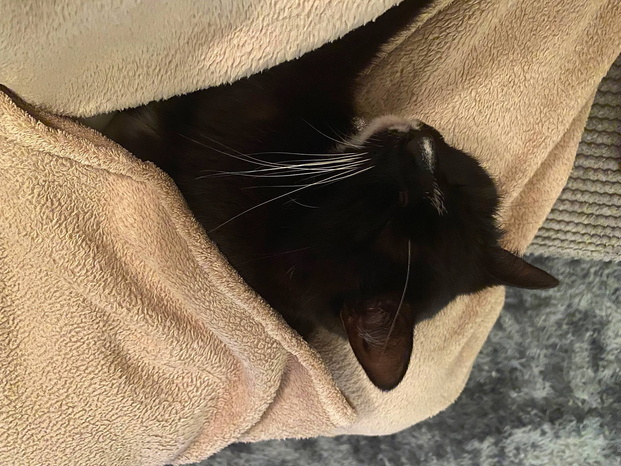 Lily is registered to the contest to win money with this photo: black_cat, bombay, carnivore, cat, comfort, domestic_short_haired_cat, felidae, foot, gesture, grey, human_leg, leg, nail, paw, sleeve, small_to_medium_sized_cats, snout, tail, textile, whiskers