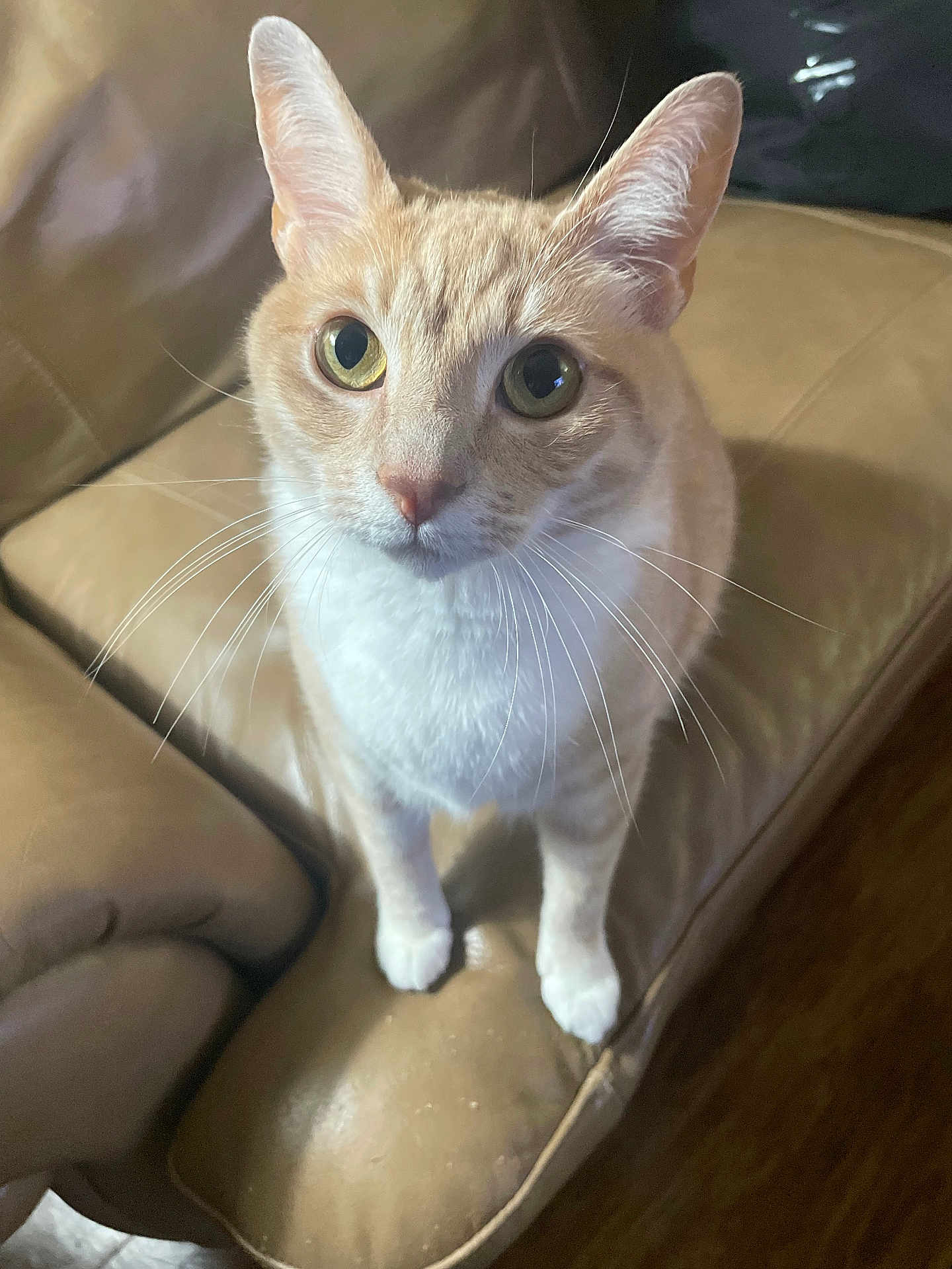 Turbo is registered to the contest to win money with this photo: cat, orange_cat, white_paws, leather_couch, indoor, pet, whiskers, curious, looking_up, feline, animal, soft_fur, close_up, brown, domestic_cat, sitting, household, cute, alert, furniture