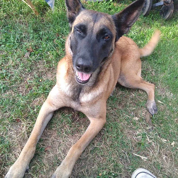 Naya a rejoint le concours — aidez-le/la à gagner de superbes lots ! animal, black_face, canine, casual, daylight, dog, ear, grass, happy, lying_down, nature, outdoor, paw, pet, playful, shoe, sneaker, tail, tan_body, tongue