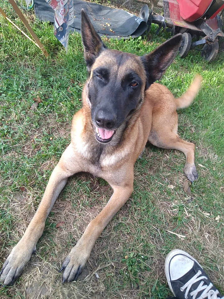 Naya a rejoint le concours — aidez-le/la à gagner de superbes lots ! dog, grass, outdoor, animal, canine, pet, black_face, tan_body, lying_down, playful, tail, paw, tongue, ear, sneaker, shoe, casual, daylight, nature, happy