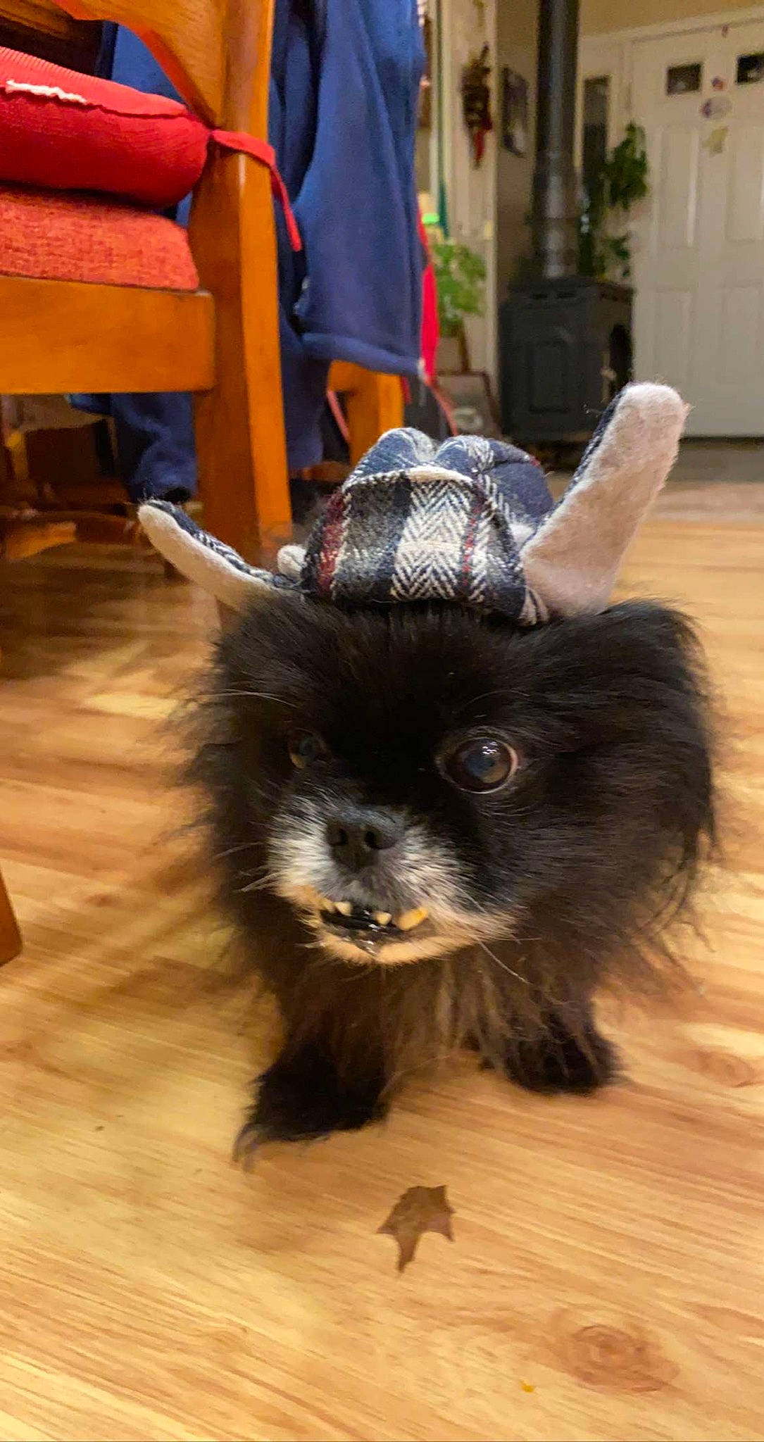 Pokey joined the competition — help win amazing prizes! canidae, carnivore, companion_dog, dog_breed, fashion_accessory, fawn, feather, felidae, floor, flooring, fur, hardwood, horn, party_hat, snout, sporting_group, tail, whiskers, wood, working_animal