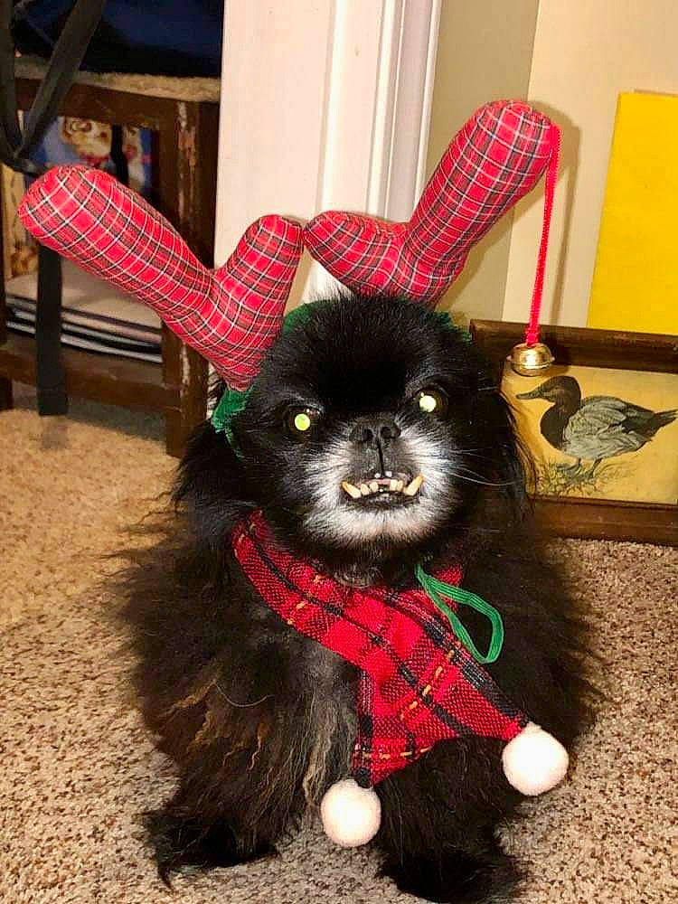 Pokey is registered to the contest to win money with this photo: art, black_cat, chair, companion_dog, costume, dog_breed, event, fawn, felidae, flooring, fur, holiday, plush, small_to_medium_sized_cats, snout, tail, terrestrial_animal, toy, whiskers, witch_hat