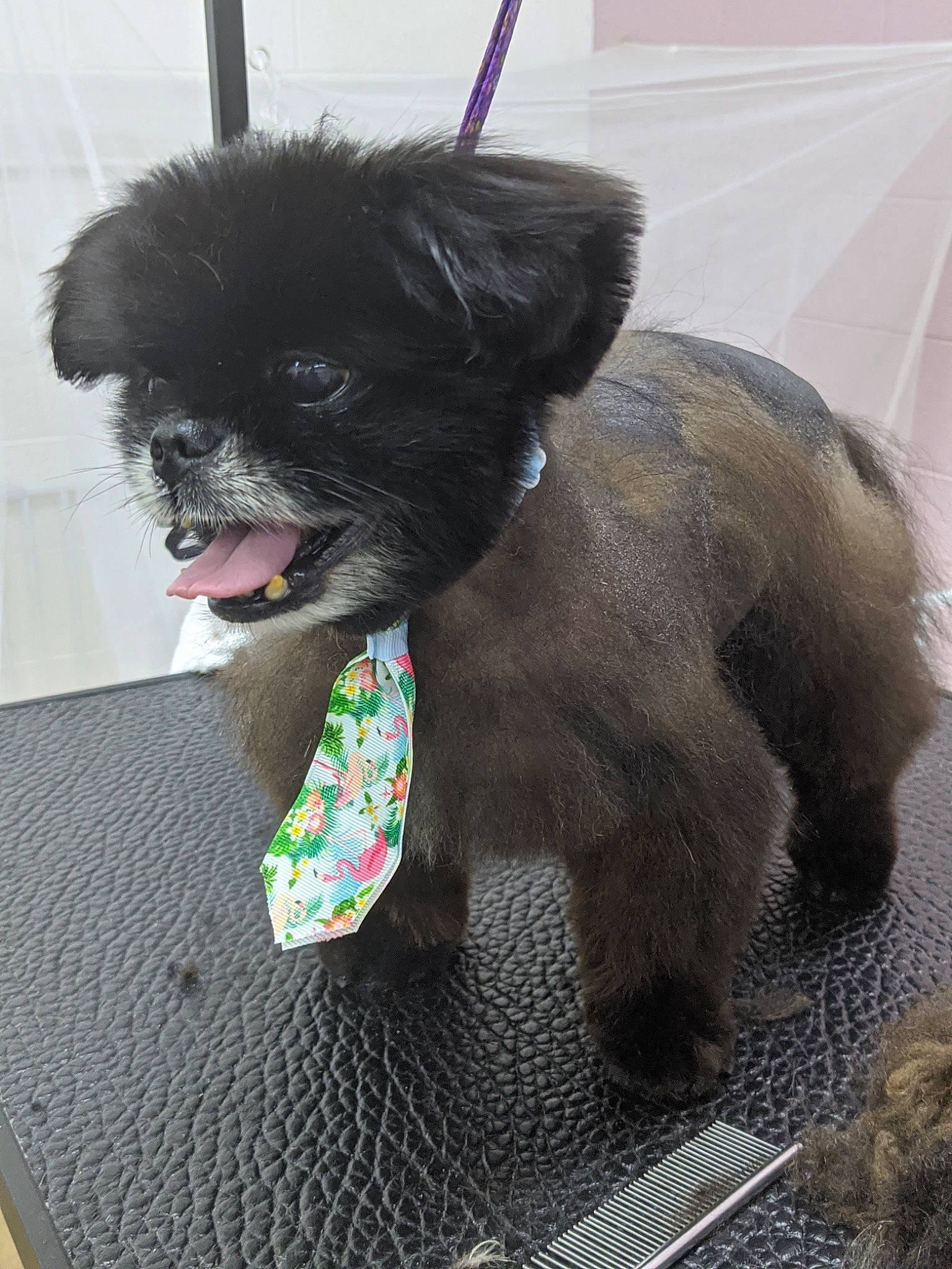 Pokey joined the competition — help win amazing prizes! canidae, carnivore, collar, companion_dog, dog, dog_breed, dog_collar, dog_supply, fur, liver, maltepoo, non_sporting_group, pet_supply, puppy, snout, sporting_group, tie, toy_dog, water_dog, working_animal