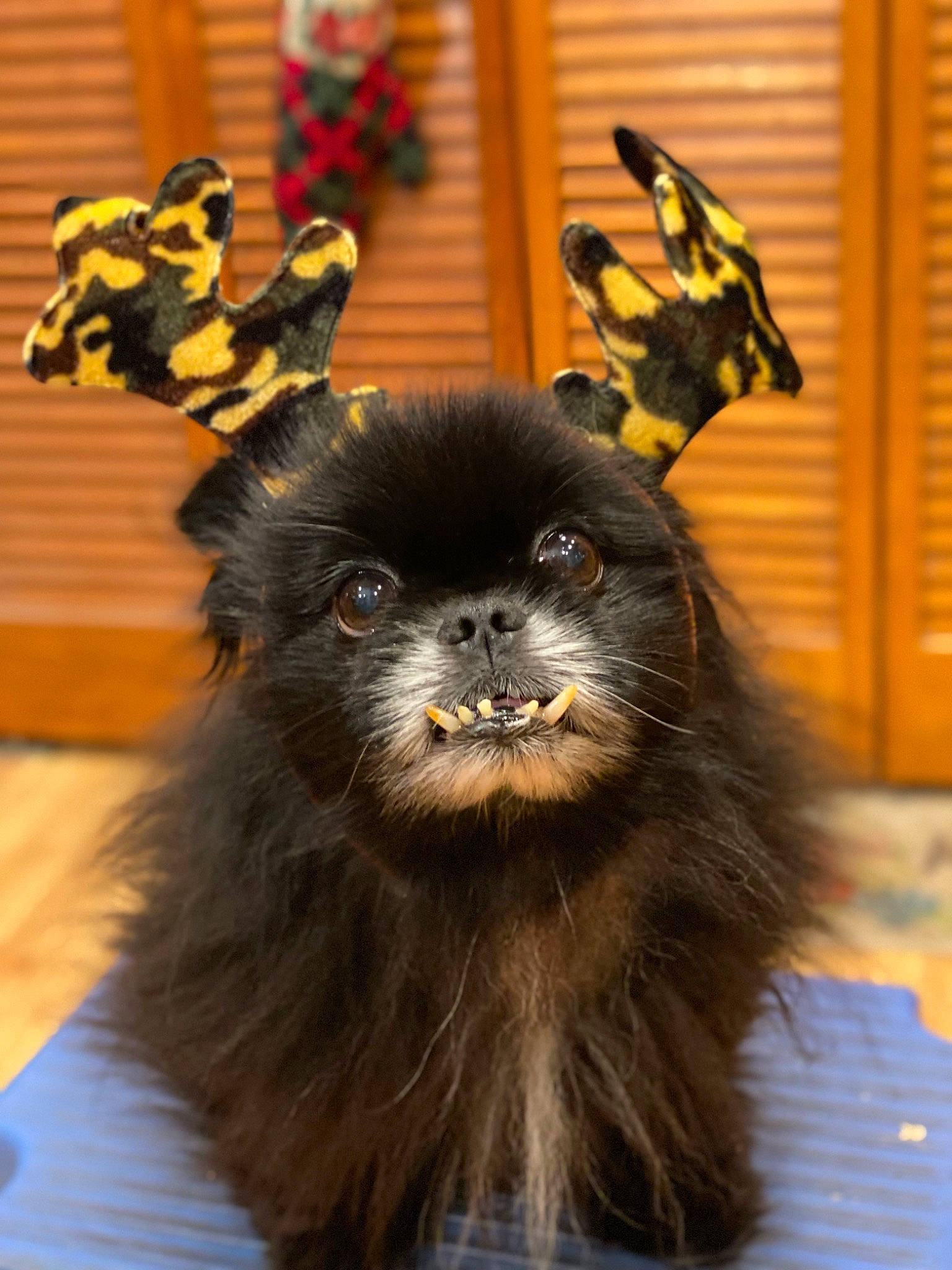 Pokey joined the competition — help win amazing prizes! canidae, carnivore, companion_dog, dog_breed, felidae, fur, liver, mammal, primate, snout, tail, terrestrial_animal, toy_dog, vertebrate, whiskers, wildlife, working_animal