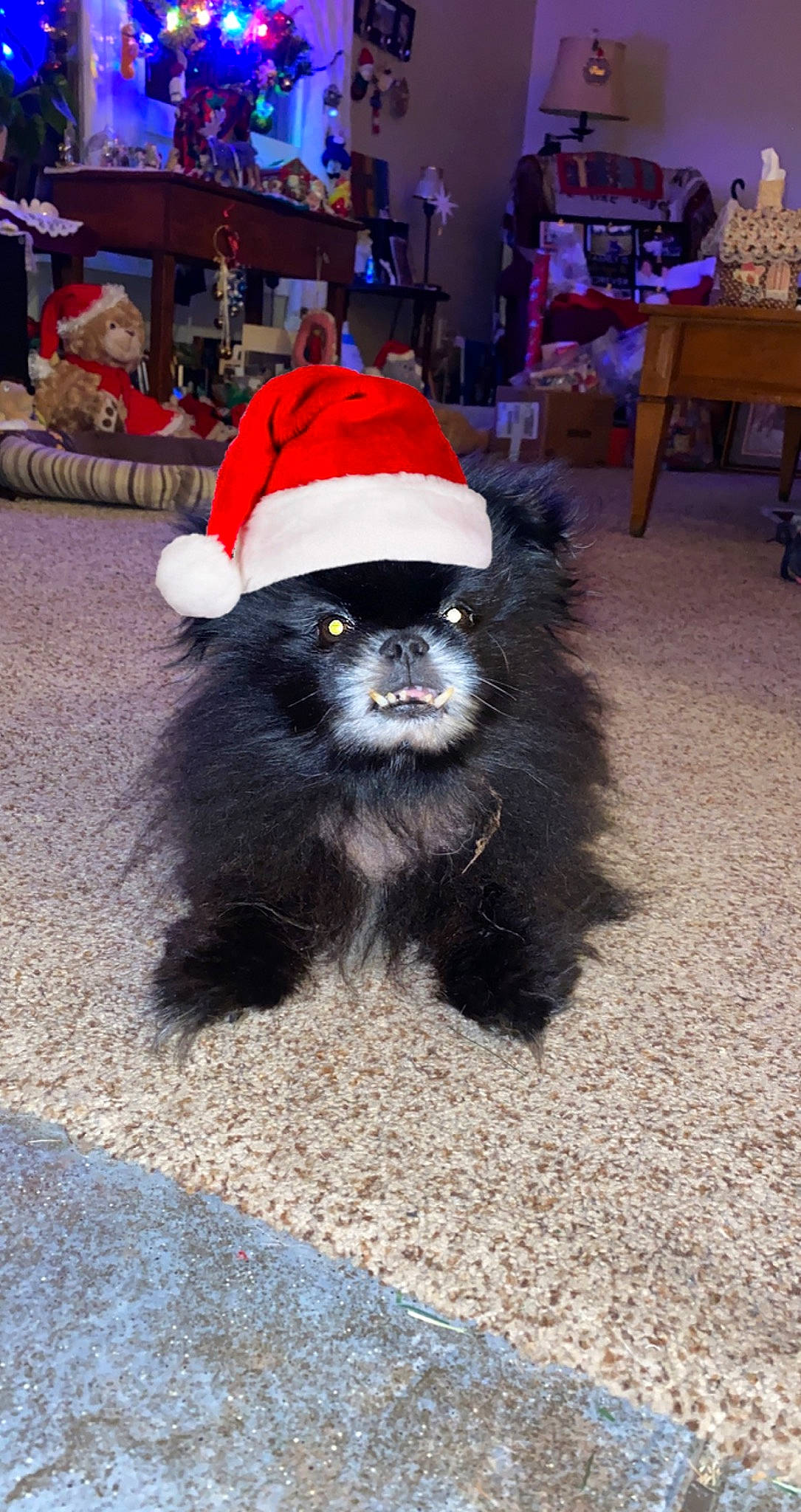 Pokey joined the competition — help win amazing prizes! canidae, cap, carnivore, companion_dog, costume, dog_breed, fashion_accessory, fun, fur, hat, primate, snout, sporting_group, tail, terrestrial_animal, toy_dog