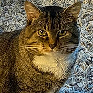 Bella is registered to the contest to win money with this photo: cat, tabby, pet, feline, animal, whiskers, fur, green_eyes, close_up, indoor, carpet, texture, looking, cute, domestic, mammal, sitting, portrait, ears, face