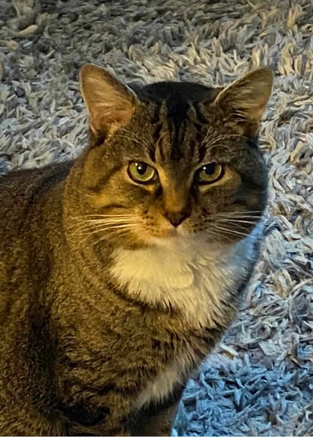 Bella is registered to the contest to win money with this photo: cat, tabby, pet, feline, animal, whiskers, fur, green_eyes, close_up, indoor, carpet, texture, looking, cute, domestic, mammal, sitting, portrait, ears, face