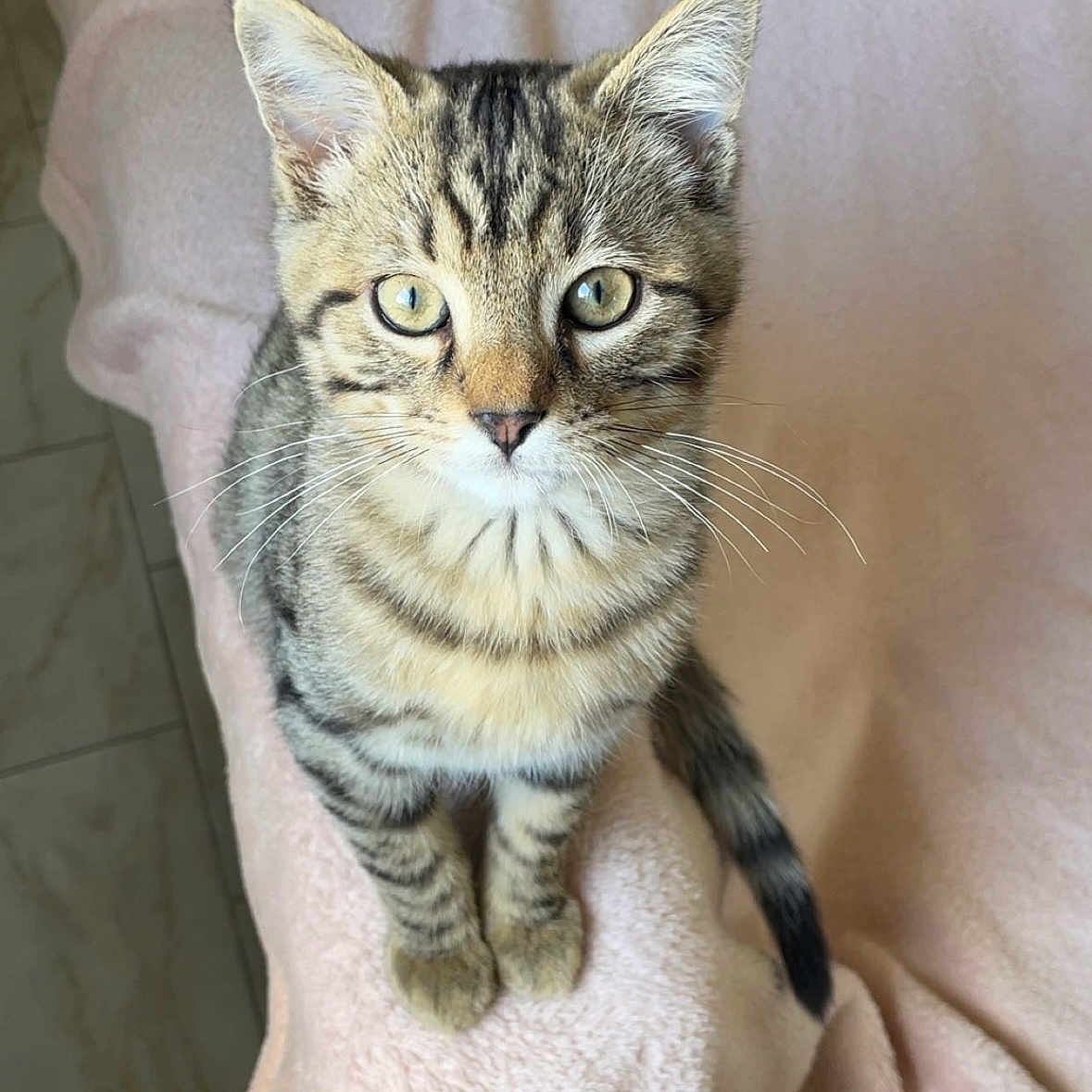 Andrea participe au concours pour gagner de l'argent avec cette photo : animal, blanket, cat, curious, cute, ears, feline, floor, fur, green_eyes, indoor, kitten, pet, pink, soft, striped, tabby, tail, whiskers, young