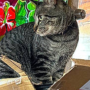 Tiger is registered to the contest to win money with this photo: cardboard_box, cat, close_up, cozy, curious, curtain, domestic_animal, door_handle, feline, floral_pattern, furry, gray, household, indoor, looking_away, pet, sitting, striped, tabby_cat, whiskers