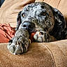 Echo joined the competition — help win amazing prizes! dog, couch, paw, resting, indoor, brown, orange, fur, pet, relaxed, cozy, animal, closeup, large_dog, portrait, furniture, home, speckled, calm, domestic