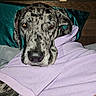 Echo joined the competition — help win amazing prizes! dog, great_dane, spotted, hoodie, purple_clothing, bed, pillow, indoor, pet, relaxed, lying_down, canine, animal, furniture, resting, brown_wood, teal_pillow, portrait, close_up, cozy