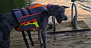 Echo is registered to the contest to win money with this photo: dog, life_jacket, lake, dock, water, sunset, trees, outdoor, nature, animal, swimming, sky, reflection, wood, calm, pet, water_sports, leisure, summer, social_media_screenshot
