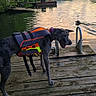 dog, life_jacket, lake, dock, water, sunset, trees, outdoor, nature, animal, swimming, sky, reflection, wood, calm, pet, water_sports, leisure, summer, social_media_screenshot