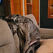 Echo is registered to the contest to win money with this photo: dog, great_dane, spotted_coat, couch, indoor, wooden_window_frames, pillow, gray_fabric, pet, animal, seated, resting, cozy, home_interior, furniture, quiet, relaxed, living_room, canine, domestic_animal