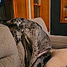 dog, great_dane, spotted_coat, couch, indoor, wooden_window_frames, pillow, gray_fabric, pet, animal, seated, resting, cozy, home_interior, furniture, quiet, relaxed, living_room, canine, domestic_animal