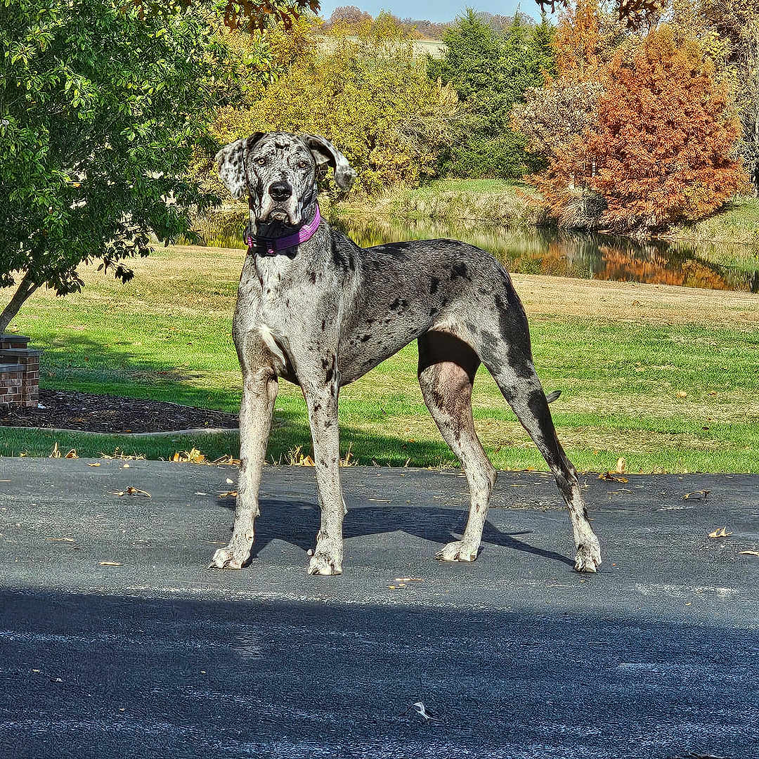 Echo joined the competition — help win amazing prizes! dog, great_dane, outdoor, autumn, fall, tree, grass, pond, nature, canine, animal, standing, collar, purple_collar, leaf, sunlight, shadow, park, landscape, seasonal
