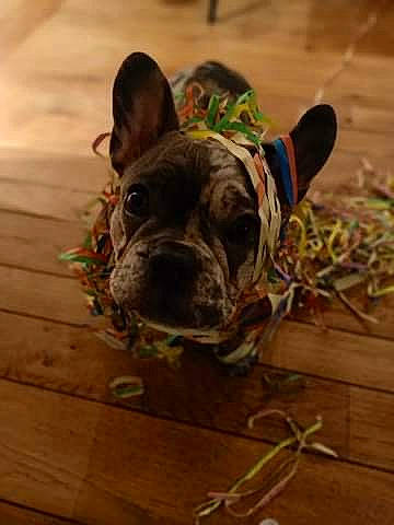 Polo a rejoint le concours — aidez-le/la à gagner de superbes lots ! bulldog, canidae, carnivore, collar, dog, dog_breed, dog_collar, fawn, french_bulldog, hardwood, laminate_flooring, non_sporting_group, pet_supply, plank, snout, toy_dog, wood, wood_flooring, wood_stain, working_animal