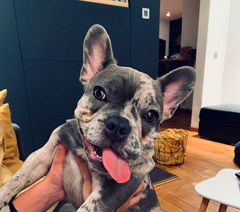 Polo participe au concours pour gagner de l'argent avec cette photo : canidae, carnivore, coffee_table, dog, dog_breed, fawn, fur, jaw, mobile_phone, mug, snout, tongue, vertebrate, whiskers, working_animal, working_dog