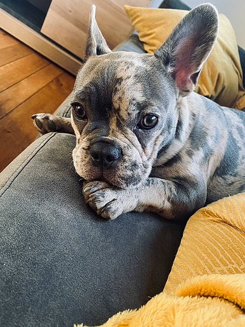 Polo a rejoint le concours — aidez-le/la à gagner de superbes lots ! canidae, carnivore, collar, comfort, companion_dog, dog, dog_breed, dog_supply, fawn, laminate_flooring, non_sporting_group, pet_supply, snout, toy_dog, varnish, vertebrate, whiskers, wood_flooring, wood_stain, working_animal