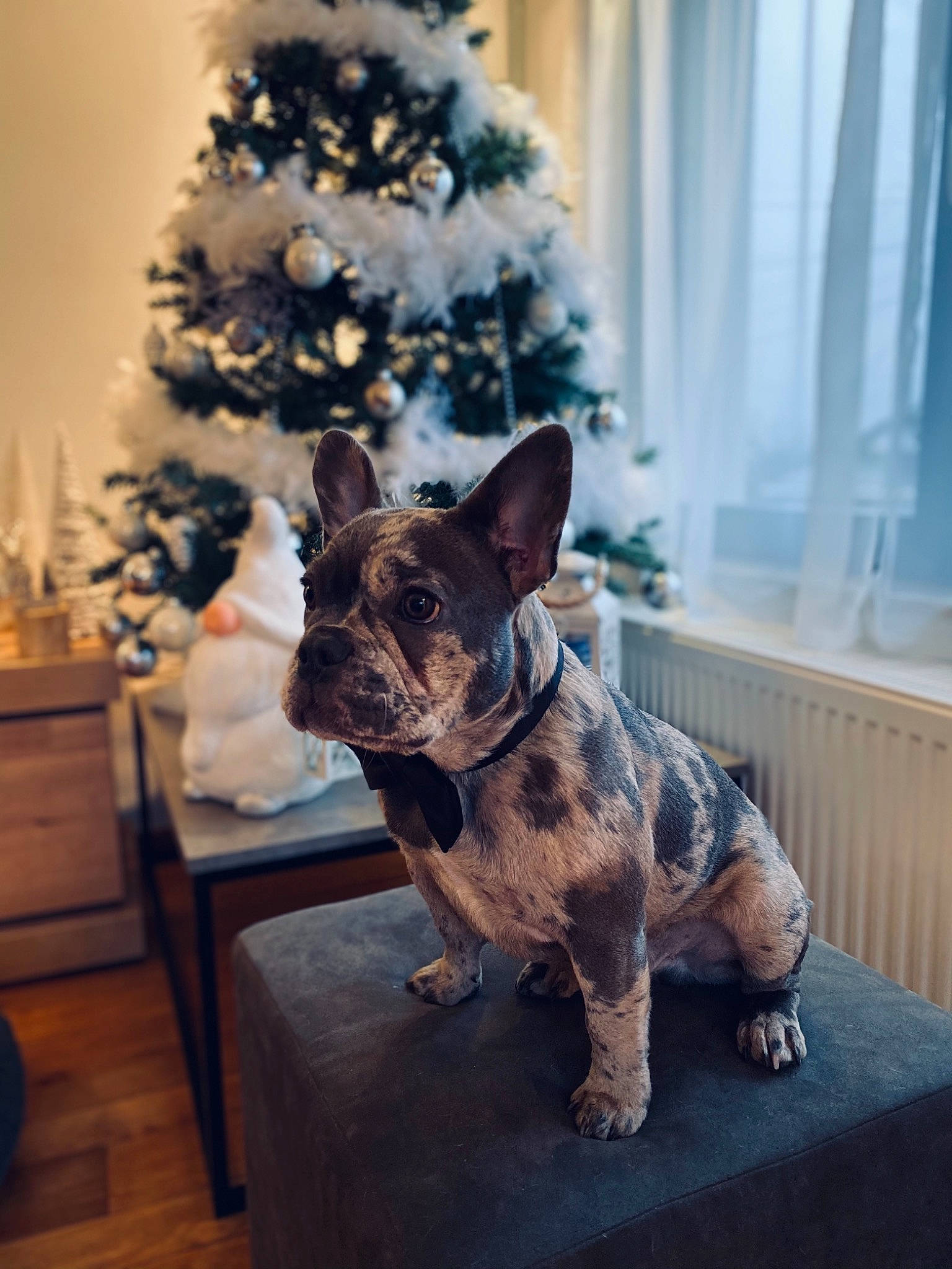 Polo participe au concours pour gagner de l'argent avec cette photo : cabinetry, canidae, carnivore, christmas, christmas_decoration, collar, companion_dog, curtain, dog, dog_breed, drawer, dresser, fawn, home, interior_design, liver, room, snout, working_animal