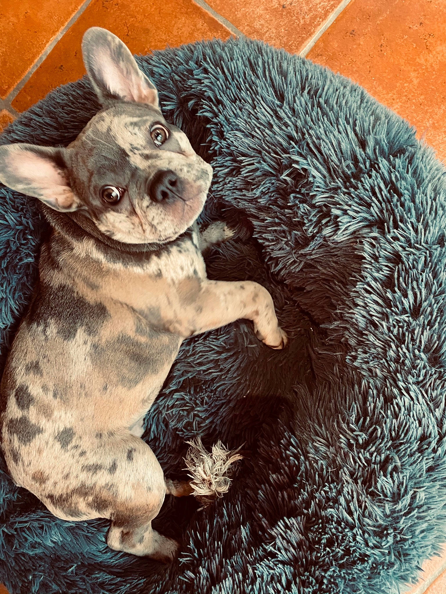 Polo a rejoint le concours — aidez-le/la à gagner de superbes lots ! canidae, carnivore, companion_dog, dog, dog_breed, fur, non_sporting_group, organism, paw, puppy, skin, snout, terrestrial_animal, toy_dog, vertebrate, whiskers, working_animal