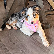Hope joined the competition — help win amazing prizes! puppy, dog, bandana, pink, blue_eyes, floor, wooden_floor, indoor, laying_down, fur, ears, cute, pet, animal, domestic_animal, resting, young_dog, colorful, playful, home