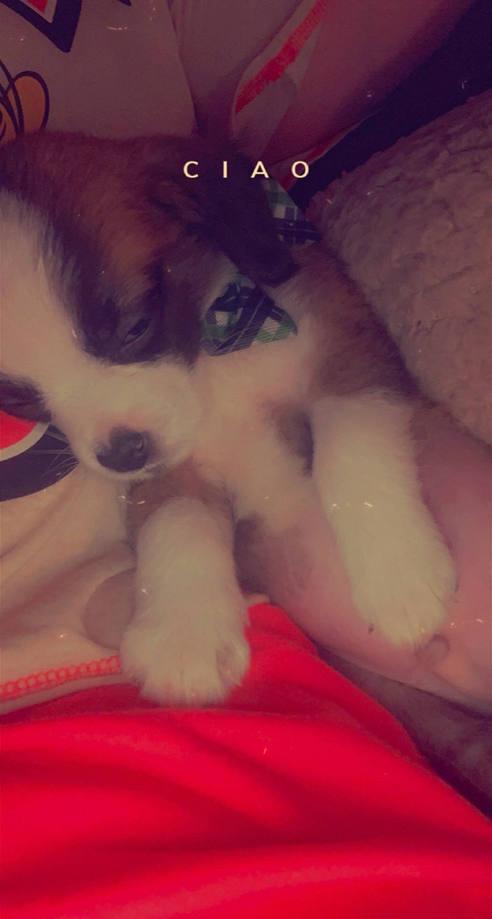 Rusty joined the competition — help win amazing prizes! canidae, carnivore, comfort, companion_dog, dog, dog_breed, fur, human_leg, mammal, non_sporting_group, paw, small_to_medium_sized_cats, snout, sporting_group, tail, whiskers, working_dog