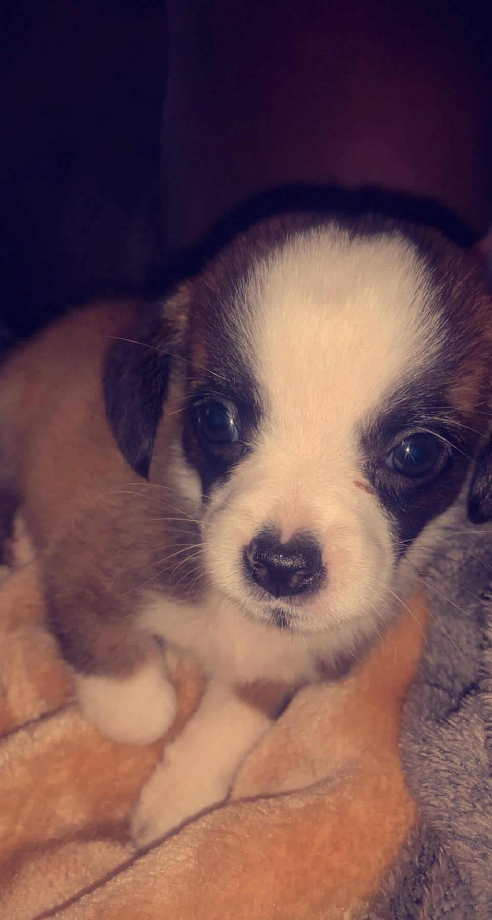 Rusty joined the competition — help win amazing prizes! bored, canidae, carnivore, companion_dog, dog, dog_breed, fawn, fur, non_sporting_group, sporting_group, terrestrial_animal, tints_and_shades, toy_dog, whiskers, working_animal