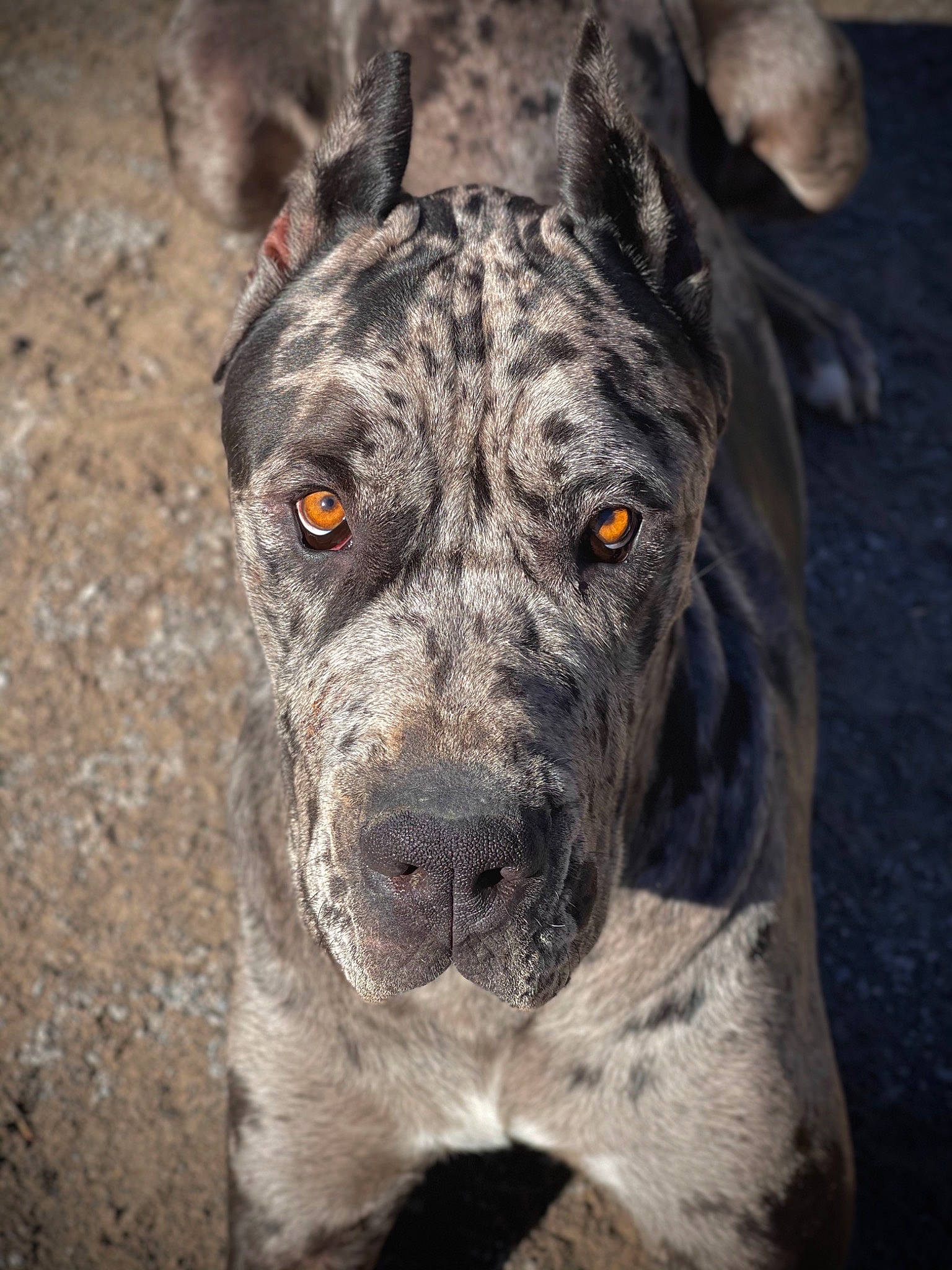 Gotti is registered to the contest to win money with this photo: ancient_dog_breeds, canidae, carnivore, collar, companion_dog, dog, dog_breed, dog_collar, fawn, fur, giant_dog_breed, guard_dog, non_sporting_group, snout, sporting_group, terrestrial_animal, whiskers, working_animal, working_dog, wrinkle