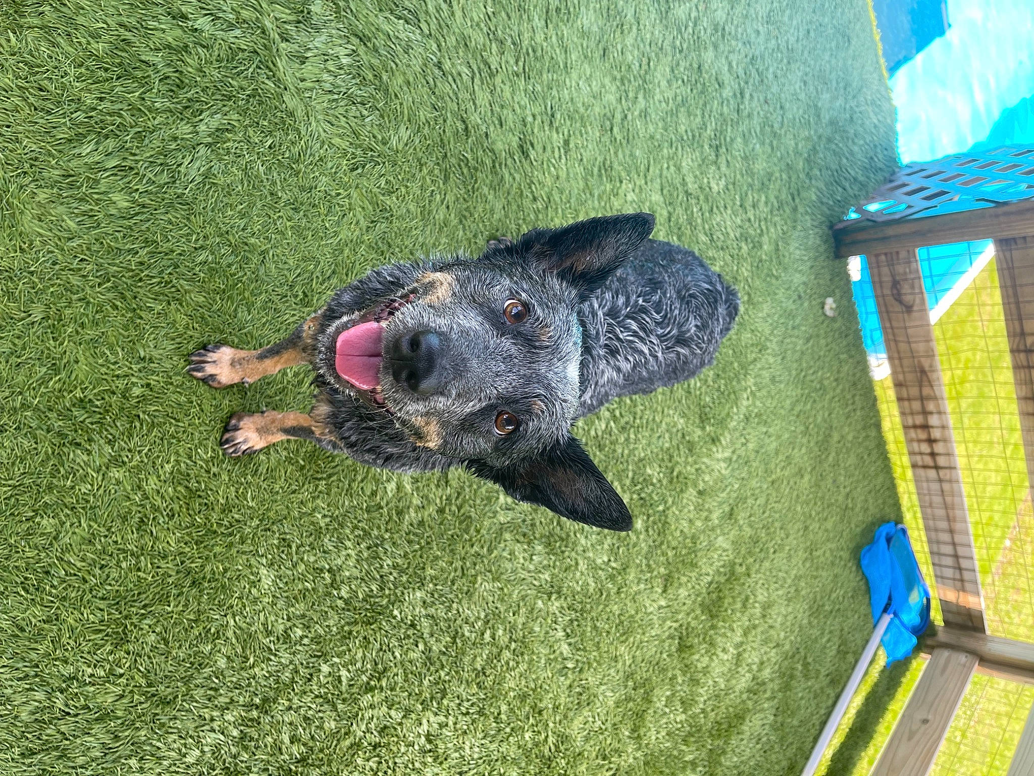 Hank is registered to the contest to win money with this photo: canidae, carnivore, companion_dog, dog, dog_breed, electric_blue, fish, flooring, fun, grass, lawn, leisure, mesh, net, recreation, snout, sporting_group, tail, water, working_animal