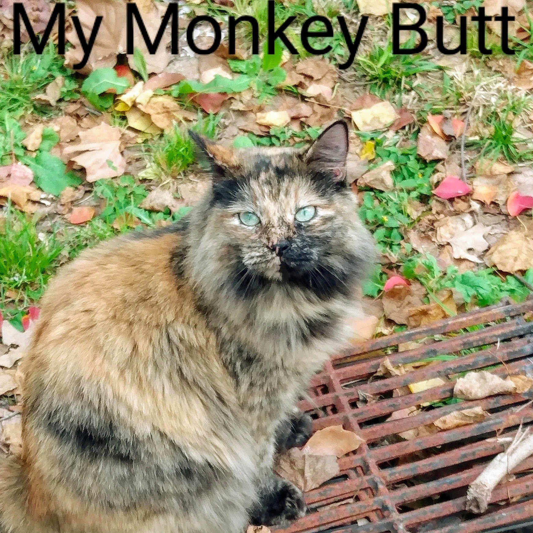 Monkeybutt