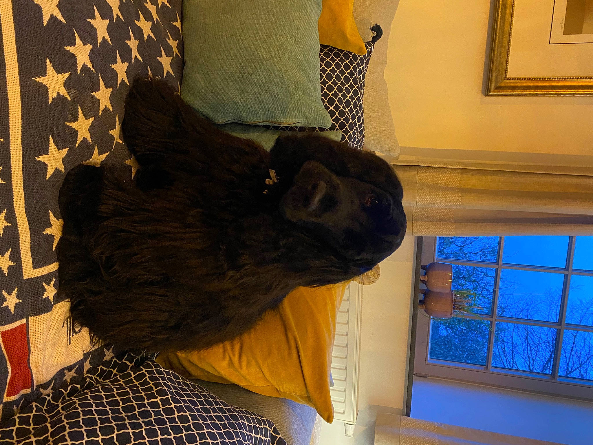 Vladimir participe au concours pour gagner de l'argent avec cette photo : art, blue, canidae, dog_breed, felidae, flooring, fur, pattern, room, sculpture, small_to_medium_sized_cats, snout, sporting_group, statue, tail, terrestrial_animal, visual_arts, window, wood, working_animal