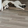animal, cat, fur, green_eyes, hardwood_floor, home, indoor, lying_down, paws, pet, pink_nose, playful, portrait, relaxed, sleeping, stretching, tabby_cat, upside_down, whiskers, white_cat