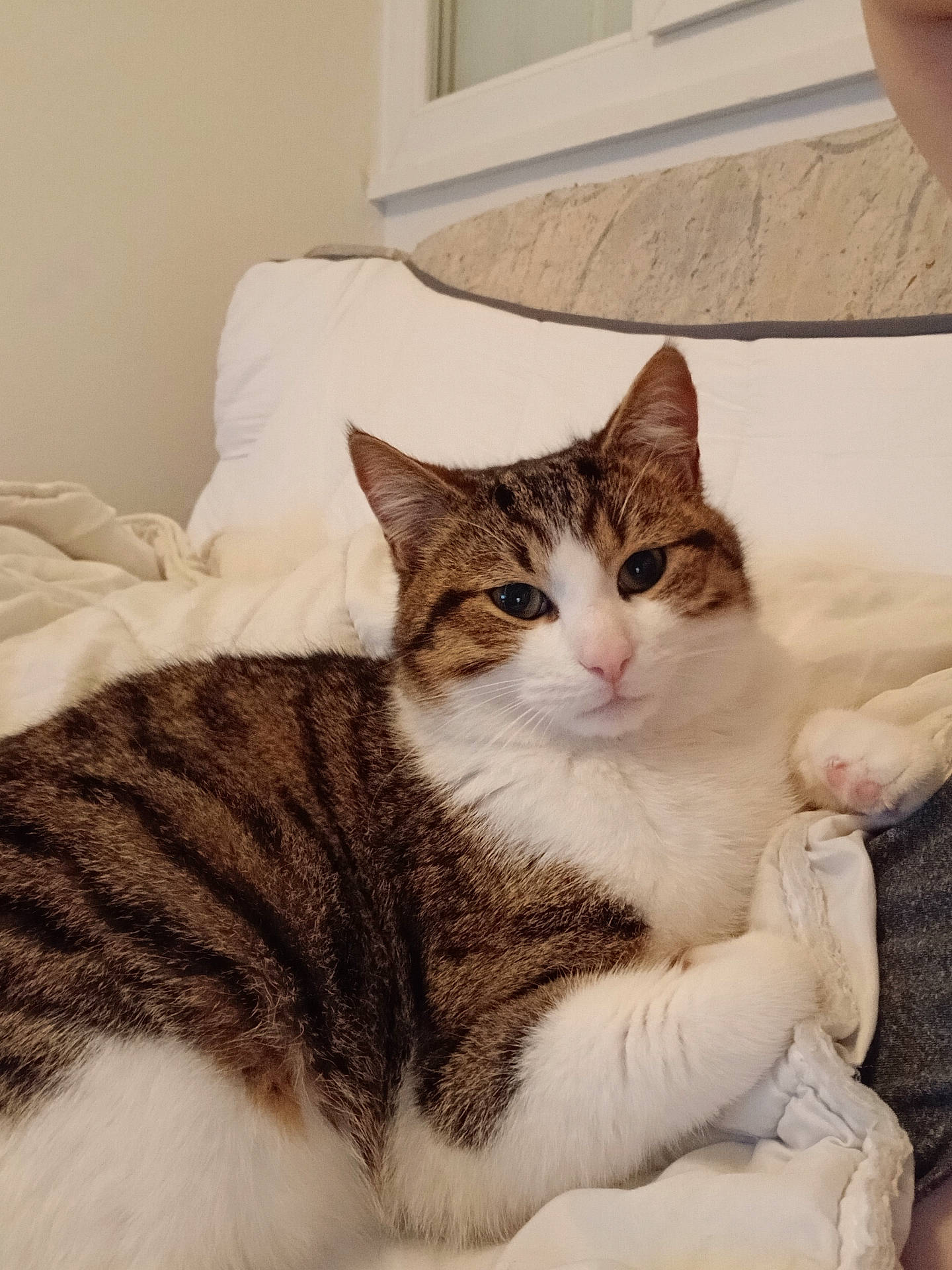 Mickey participe au concours pour gagner de l'argent avec cette photo : animal, bed, bedroom, blanket, cat, cozy, ears, feline, home, indoor, lying_down, paw, pet, pillow, portrait, relaxed, sitting, tabby, whiskers, white_cat