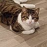 Mickey a rejoint le concours — aidez-le/la à gagner de superbes lots ! alert, animal, cat, cute, feline, floor, fur, green_eyes, home, indoor, loaf_position, lying_down, paws, pet, portrait, striped_fur, tabby_cat, whiskers, white_cat, wood_floor