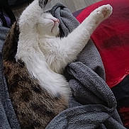 Mickey a rejoint le concours — aidez-le/la à gagner de superbes lots ! animal, blanket, cat, closeup, cozy, fur, gray_blanket, home, indoor, nap, paws, pet, reclining, red_cushion, relaxed, sleeping, soft_lighting, tabby, whiskers, white_cat
