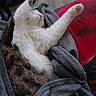 animal, blanket, cat, closeup, cozy, fur, gray_blanket, home, indoor, nap, paws, pet, reclining, red_cushion, relaxed, sleeping, soft_lighting, tabby, whiskers, white_cat