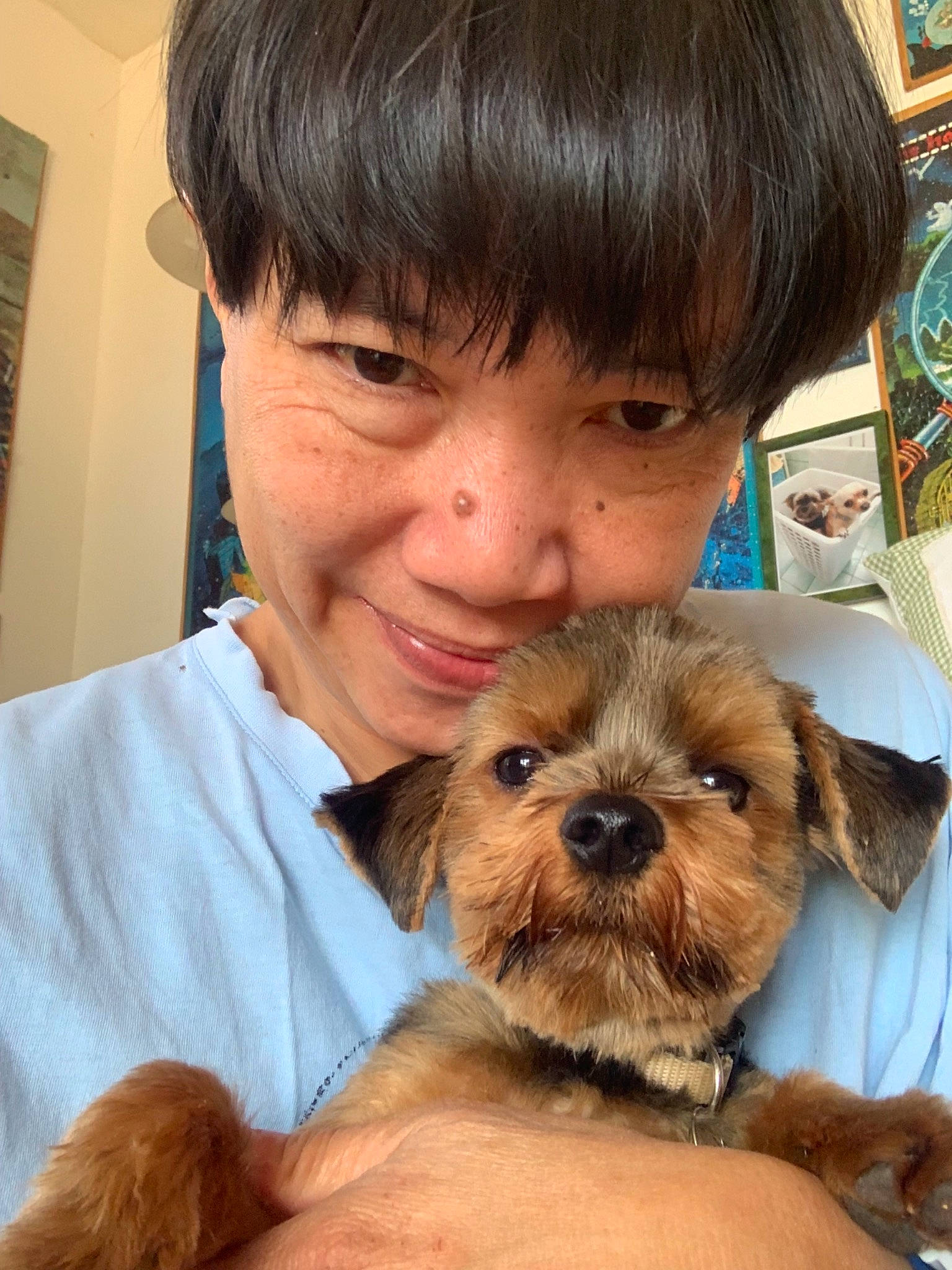 Diabolo a rejoint le concours — aidez-le/la à gagner de superbes lots ! canidae, carnivore, companion_dog, dog, dog_breed, ear, eye, joy, maltepoo, mammal, morkie, norwich_terrier, person, puppy, puppy_love, schnoodle, skin, small_terrier, terrier, vertebrate